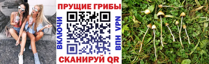Псилоцибиновые грибы GOLDEN TEACHER  цена наркотик  Чулым 